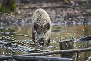 Wild boar (Sus scrofa) in a forest