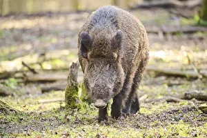 Wild boar (Sus scrofa) in a forest