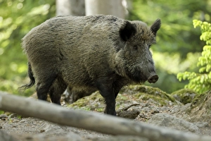 Wild boar (Sus scrofa), in the forest, Germany, Europe