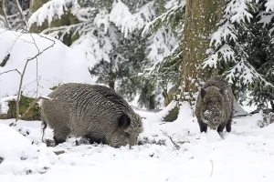 Wild boar (Sus scrofa) in the forest with snow
