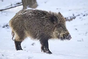 Wild boar (Sus scrofa) in a forest in winter