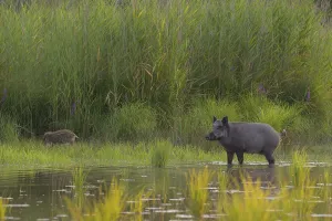 Wild boar (Sus scrofa), fresh boar