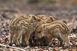 Wild boar (Sus scrofa), fresh boar