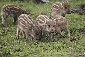 Wild boar (Sus scrofa) Freshlings foraging in a forest clearing