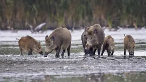 Wild boar (Sus scrofa), hunter's term for wild boar