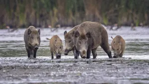 Wild boar (Sus scrofa), hunter's term for wild boar
