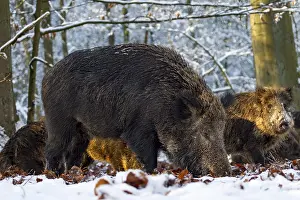 A wild boar (Sus scrofa) in the last light of the winter sun