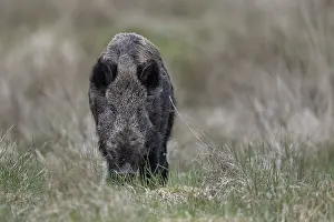 Framed Print : The wild boar (Sus scrofa) looks sceptically at my photo hiding place Framed Print : The wild boar (Sus scrofa) looks sceptically at my photo hiding place