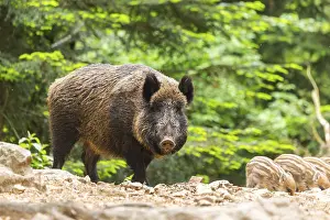 Wild boar (Sus scrofa) mother with her piglets (Squeaker) in a forest