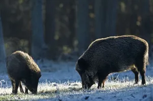 Wild boar (Sus scrofa) Overrun in hoarfrost searching for food (Wild boar)