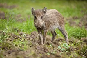 Wild Boar (Sus scrofa), piglet