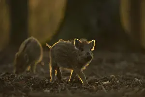 Wild Boar (Sus scrofa) piglets foraging in evening sun