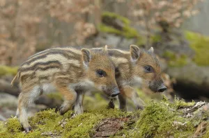 Wild boar (Sus scrofa), piglets on a mossy trunk