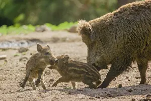 Two Wild boar (Sus scrofa) piglets play on a clearing