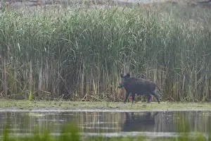 Wild boar (Sus scrofa) in front of a reed belt