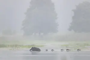 Framed Print : The wild boar (Sus scrofa) has no regard for the depth of the water