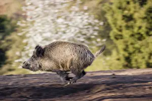 A wild boar (Sus scrofa) runs across a clearing