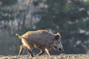 A wild boar (Sus scrofa) runs across a field against the light