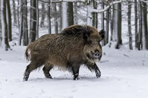 Wild boar (Sus scrofa) runs in the snow