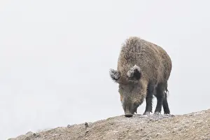A wild boar (Sus scrofa) searches for food in a frozen field