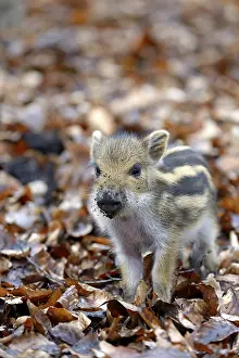 Wild boar (Sus scrofa), shoat, captive