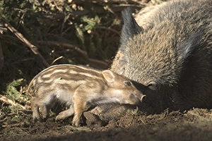 Wild Boar (Sus scrofa) shoat snuggling with its mother