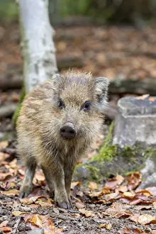 Wild boar (Sus scrofa), shoat, Wildpark Daun game park