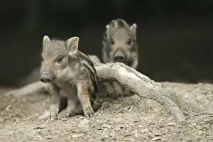 Two Wild Boar (Sus scrofa) shoats