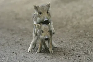 Two Wild Boar (Sus scrofa) shoats playing