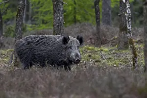 The wild boar (Sus scrofa) has slept the day away in a spruce thicket