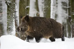 Wild boar (Sus scrofa) in the snow