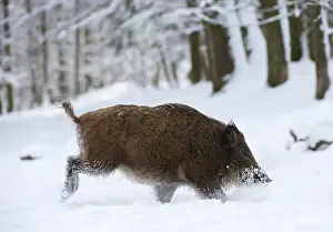 Wild boar (Sus scrofa) in the snow