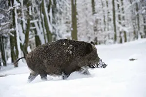Wild boar (Sus scrofa) in the snow