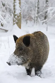 Wild Boar (Sus scrofa) in the snow