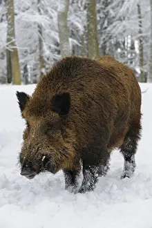 Wild Boar (Sus scrofa) in the snow