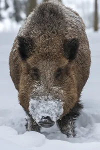 Wild boar (Sus scrofa) in snow