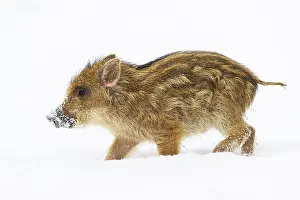 Wild boar (Sus scrofa) in the snow
