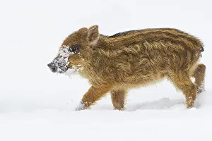 Wild boar (Sus scrofa) in the snow