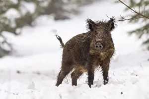 Wild boar (Sus scrofa) in the snow