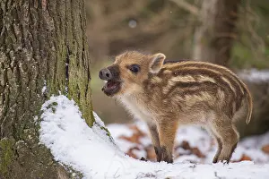 Wild boar (Sus scrofa) in the snow