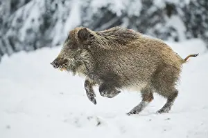 Wild boar (Sus scrofa) in a snowy forest in winter