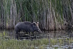 While the wild boar (Sus scrofa) still has solid ground under its shells