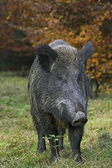 Wild boar (Sus scrofa) sow in autumn