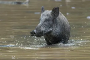 Wild boar (Sus scrofa), sow standing in water