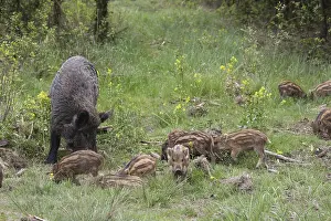 Wild boar (Sus scrofa) sow with her young pigs foraging