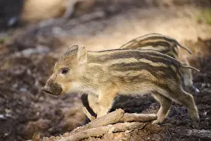 Wild boar (Sus scrofa) squeaker in a forest