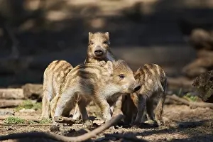 Wild boar (Sus scrofa) squeaker in a forest