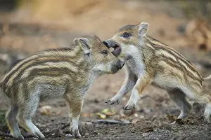 Wild boar (Sus scrofa) squeaker in a forest
