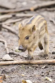 Wild boar (Sus scrofa) squeaker in a forest