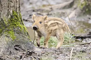 Wild boar (Sus scrofa) squeaker in a forest